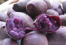 经常吃紫薯的好处-云呼免费网页版试用|云呼网页免费版|云呼网页版|云呼系统|云呼在线试用