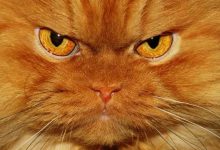 嘴硬心更硬的三个星座-云呼免费网页版试用|云呼网页免费版|云呼网页版|云呼系统|云呼在线试用